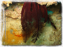 erminiaricci008004.jpg